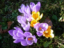Красавица весна картинки